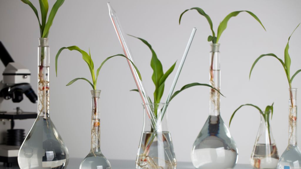 Glass science experiment flasks growing plantlets.  Concept for development of bio-based adhesives and coatings.