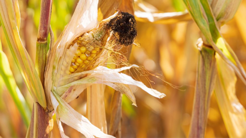 Cornfield crop for potential use as a raw material for the production of bio-based adhesives.